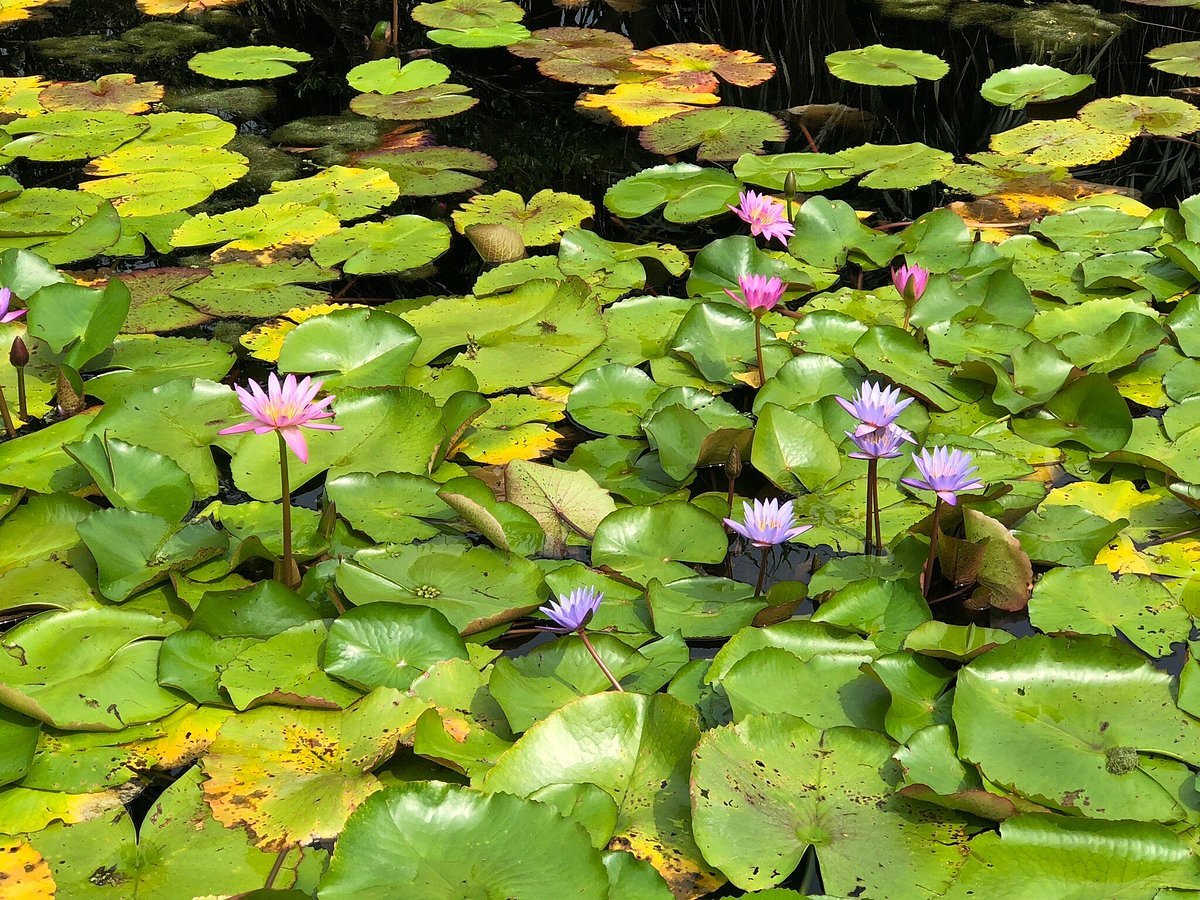🌿 이시가키 섬 과학 정원 (이시가키지마 사이언스 가덴) 이미지 4